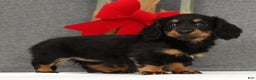 Miniature Dachshund dogs for sale: Gracie - Ad 1