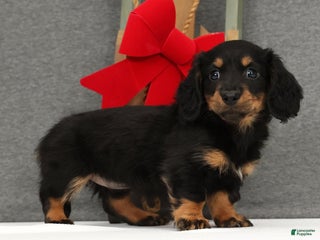 Miniature Dachshund dogs Gracie - Ad 10