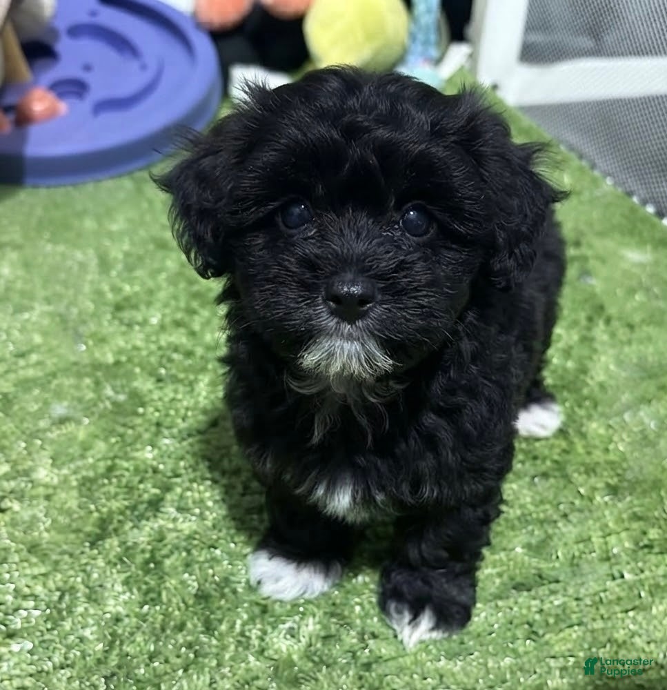 Morkie dogs Mia - Ad 2
