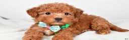 Maltipoo dogs for sale: Shawn f one b - Ad 1