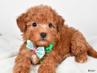 Maltipoo dogs Shawn f one b - Ad 22