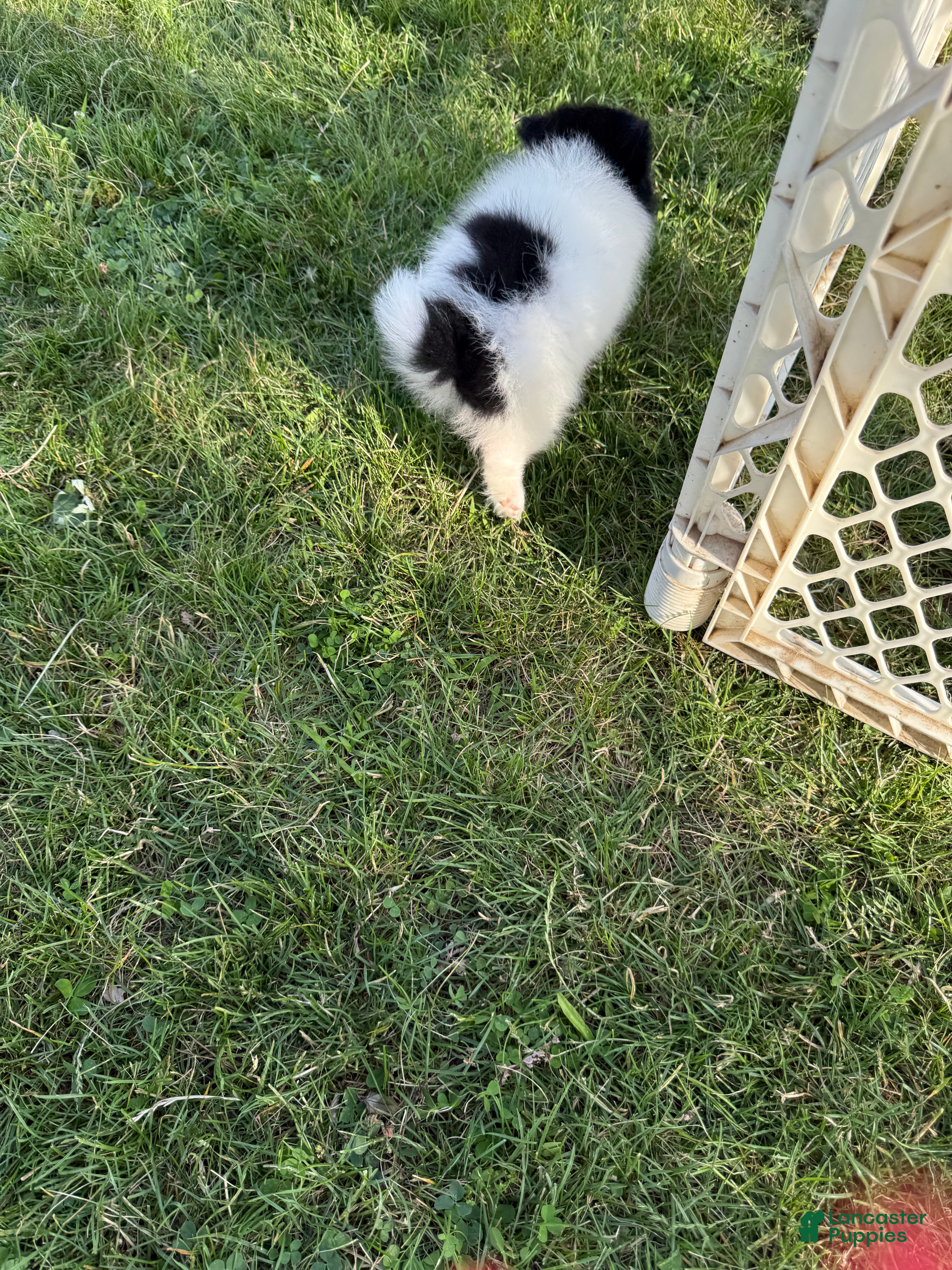 Pomeranian dogs Pebbles - Ad 2