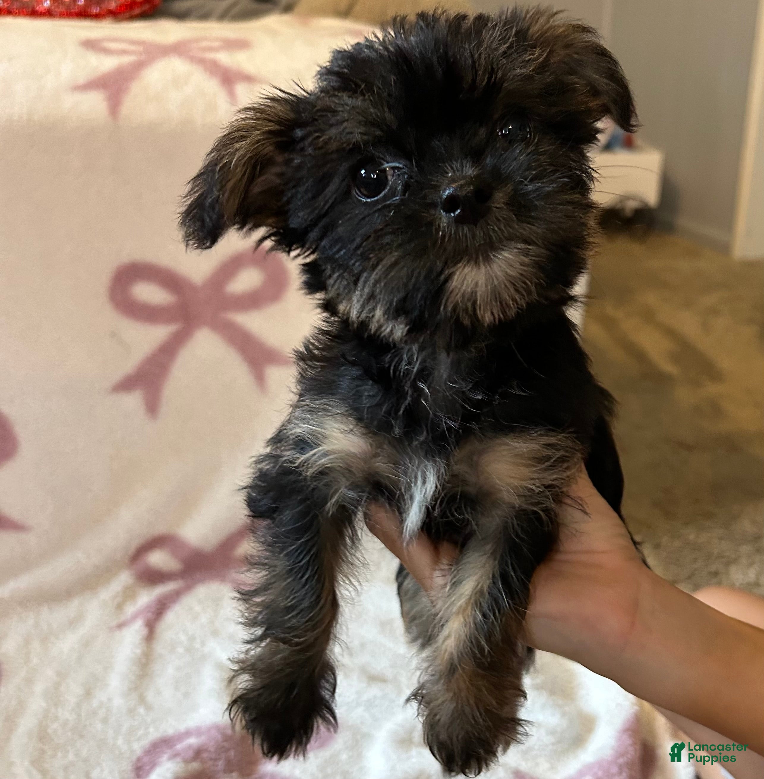 Shorkie dogs 1Rachel  - Ad 25