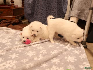 American Eskimo dogs Axel - Ad 26