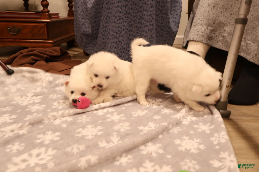 American Eskimo dogs for sale: Axel - Ad 3