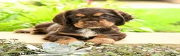 English Cocker Spaniel dogs for sale: Lady - Ad 5