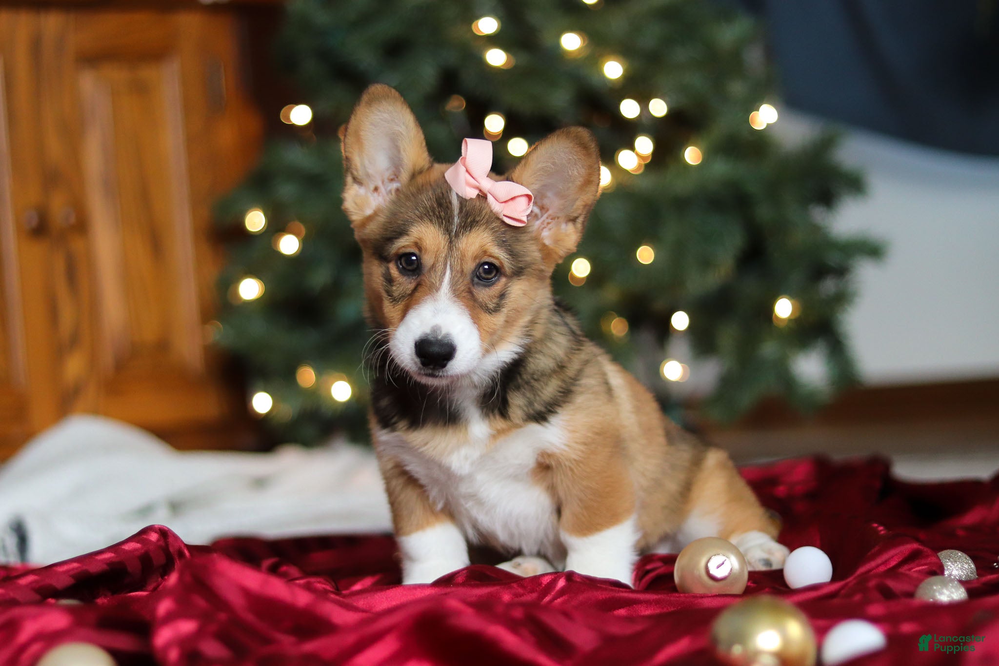 Welsh Corgi Pembroke dogs Candy - Ad 33