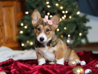 Welsh Corgi Pembroke dogs Candy - Ad 33