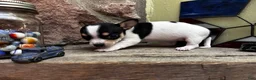 Chihuahua dogs for sale: 🐾Lisa~Tricolor Chihuahua - Ad 4