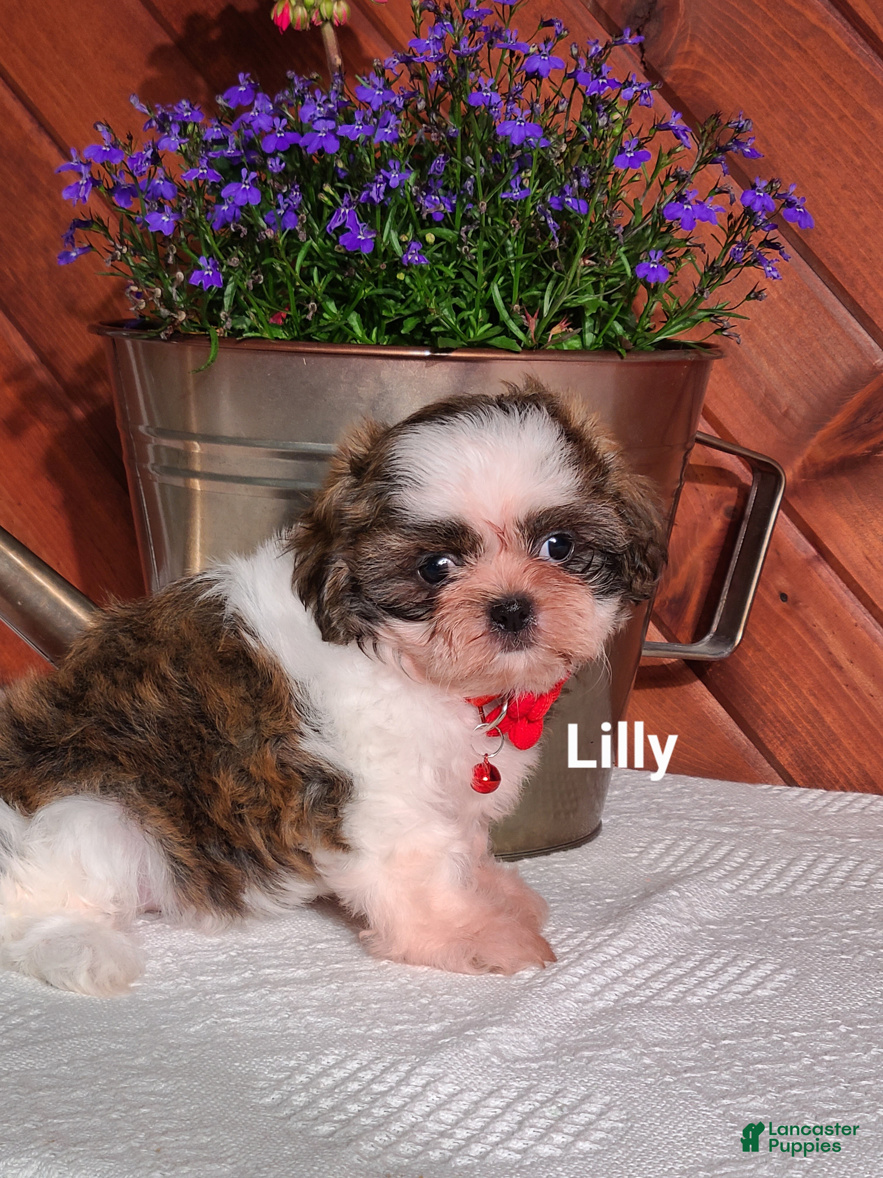 Shih Tzu dogs Lilly  - Ad 2