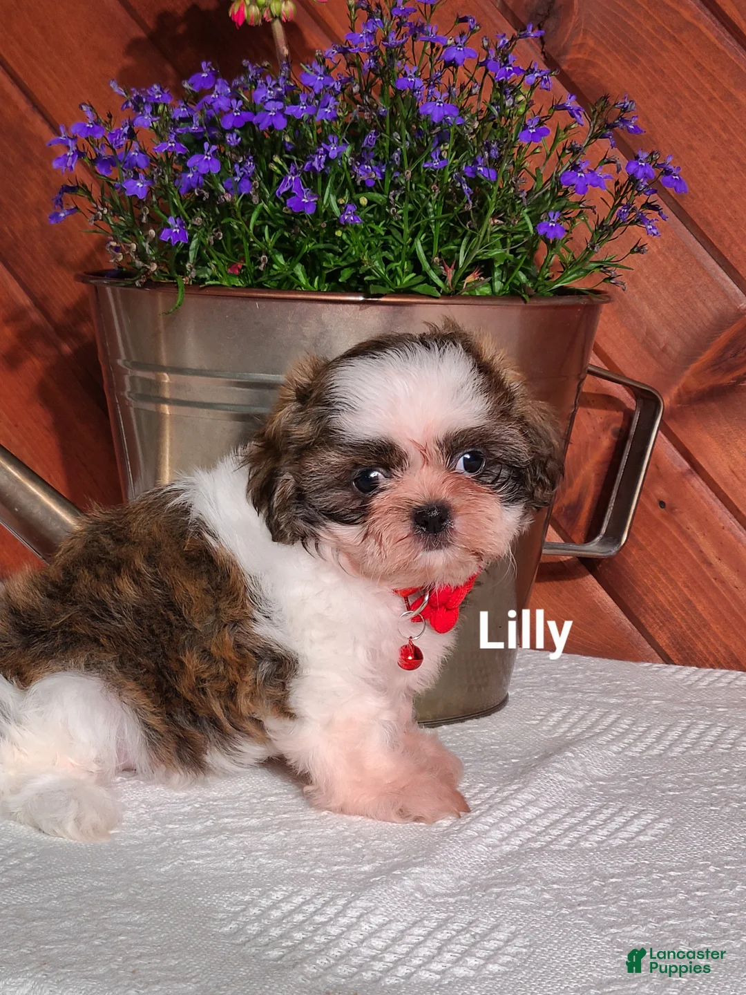 Shih Tzu dogs for sale: Lilly  - Ad 2