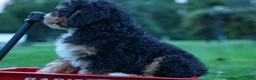 Mini Bernedoodle dogs for sale: Yandel 🦴 - Ad 20