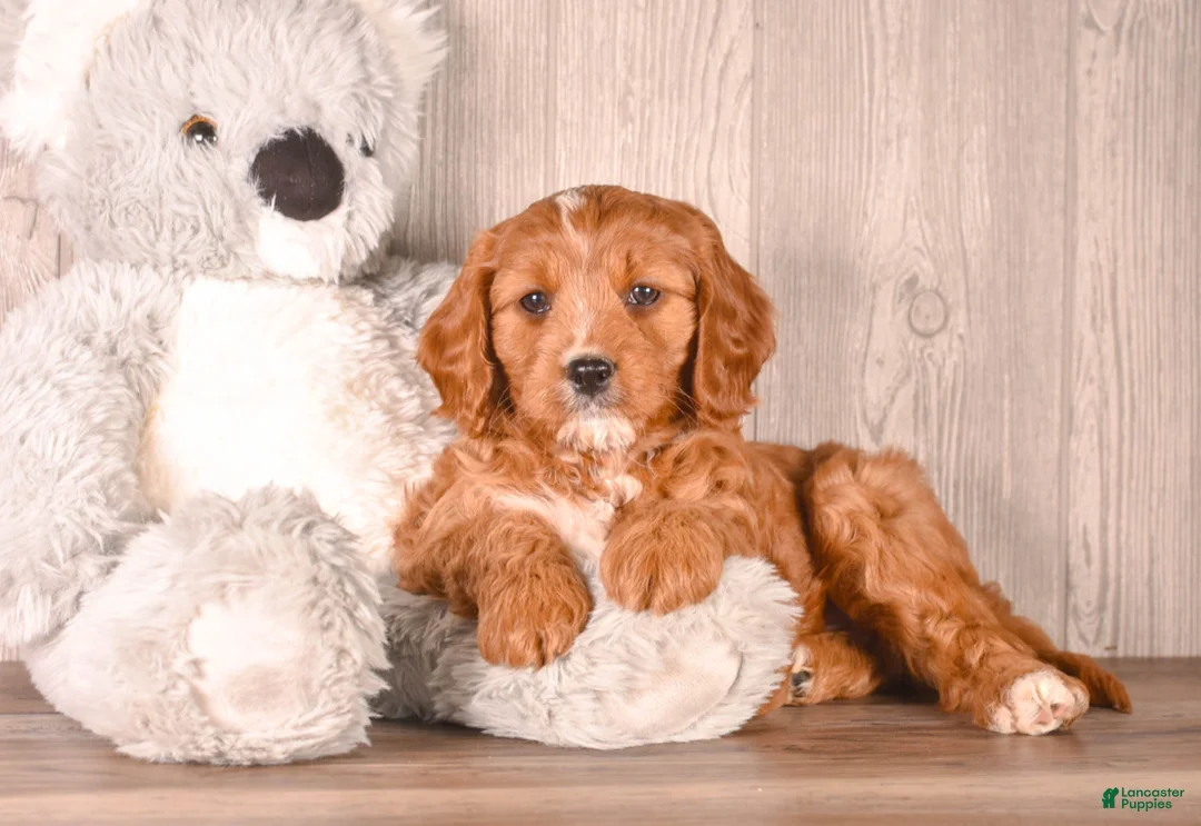 Cavapoo dogs for sale: Zeina - Ad 3