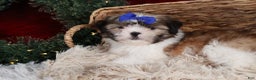 Shih Tzu dogs for sale: Jared - Ad 19