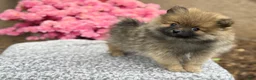 Pomeranian dogs for sale: Poppy - Ad 9