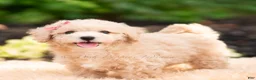 Maltipoo dogs for sale: Novelle - Ad 3
