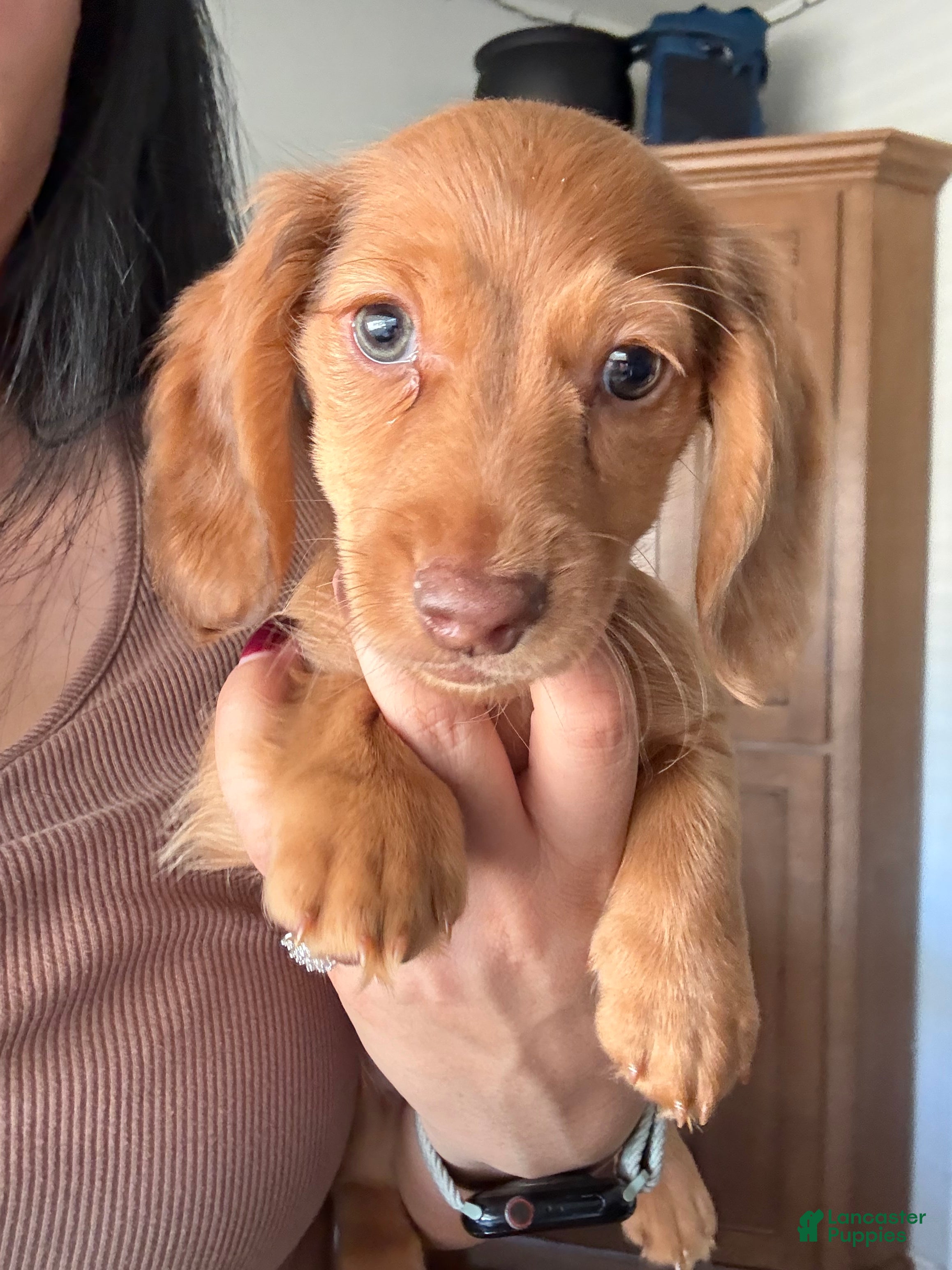 Miniature Dachshund dogs for sale: Ginger - Ad 1