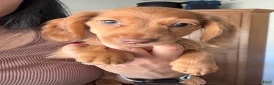 Ginger
