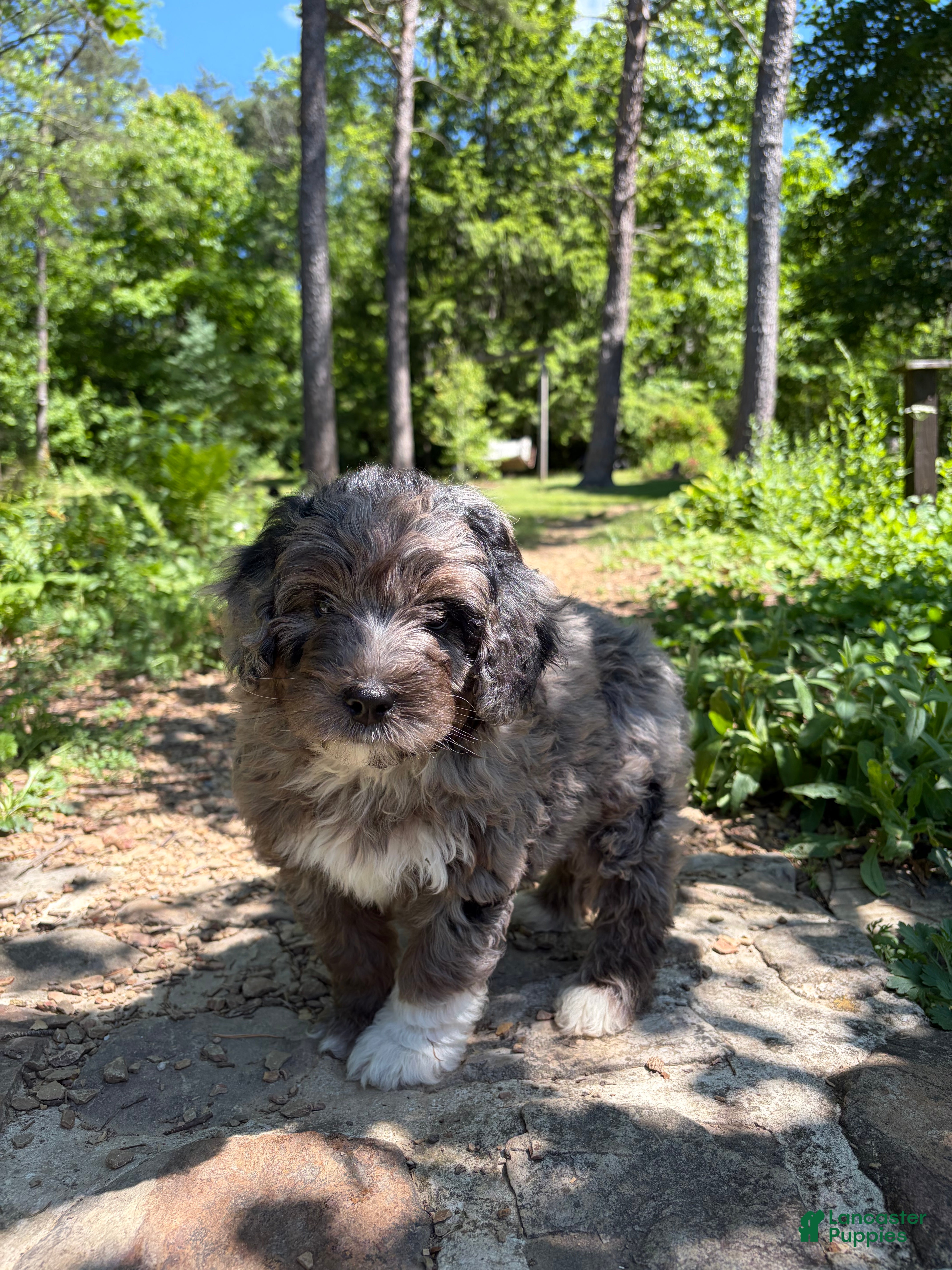 Mini Bernedoodle dogs Henry - Ad 1