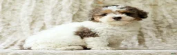 Miniature Poodle dogs for sale: Finn - Ad 8