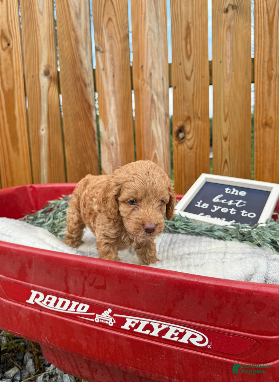 Cockapoo dogs Bruno - Ad 2