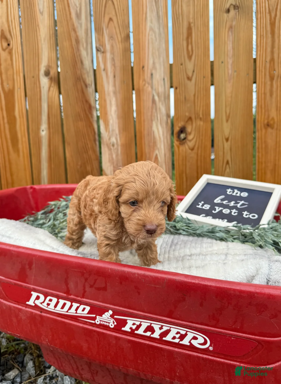 Cockapoo dogs for sale: Bruno - Ad 2