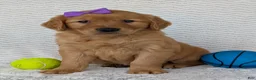 Golden Retriever dogs for sale: Miss Goldie  - Ad 17
