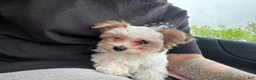 Morkie dogs for sale: Morkie Puppy 2 - Ad 2