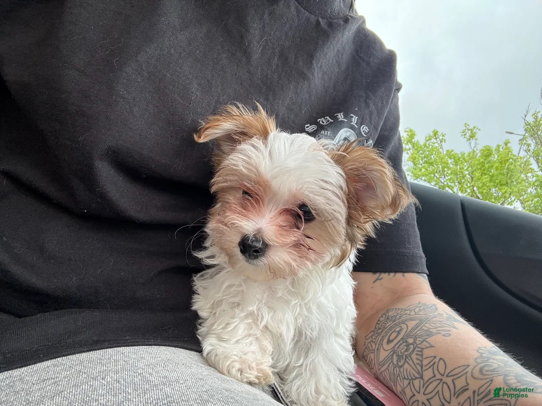 Morkie dogs for sale: Morkie Puppy 2 - Ad 2