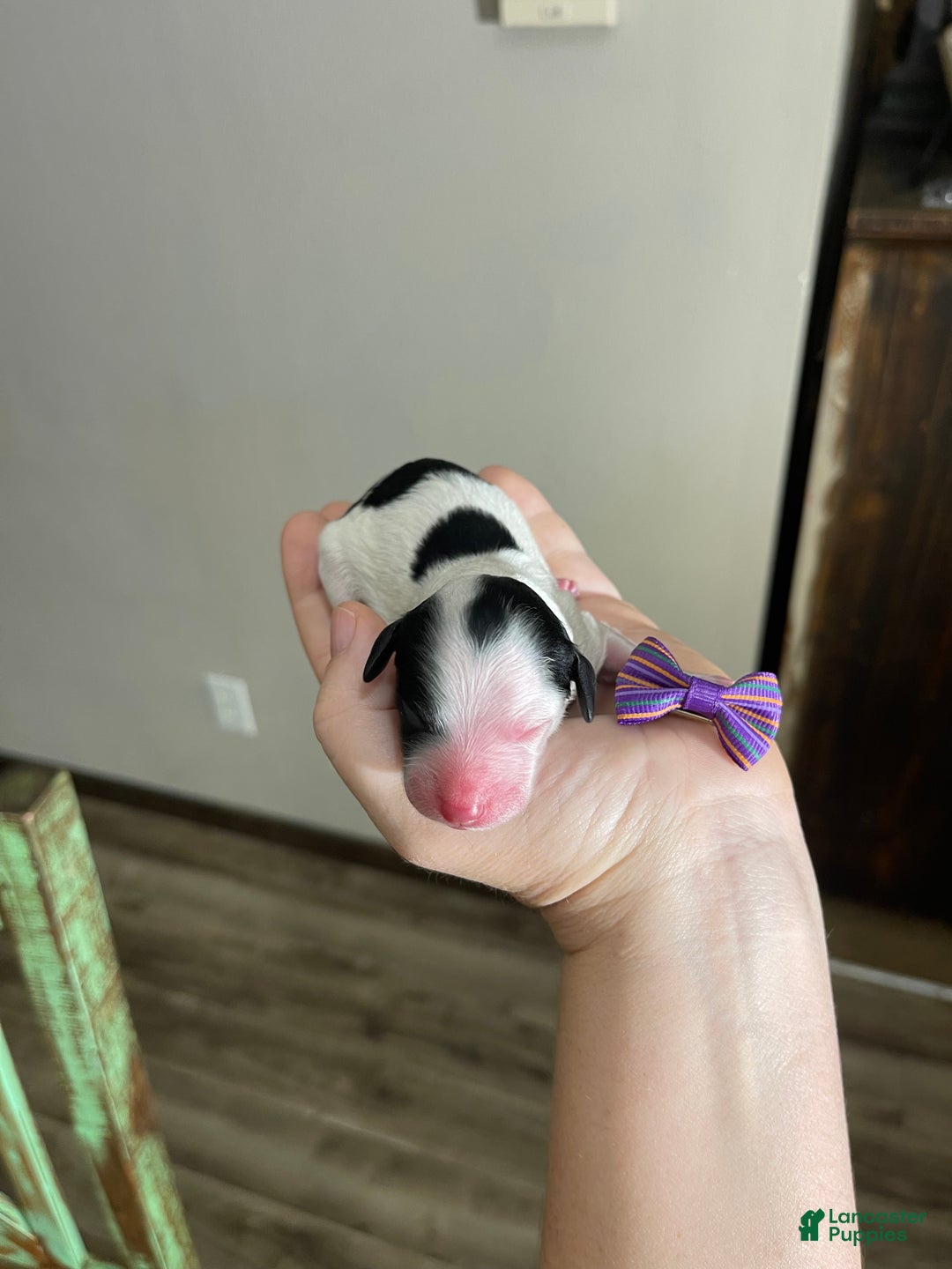 Miniature Poodle dogs for sale: Akc Clear Purple Bow - Ad 11