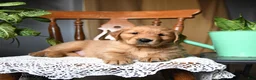 Golden Retriever dogs for sale: Cheddar - Ad 4