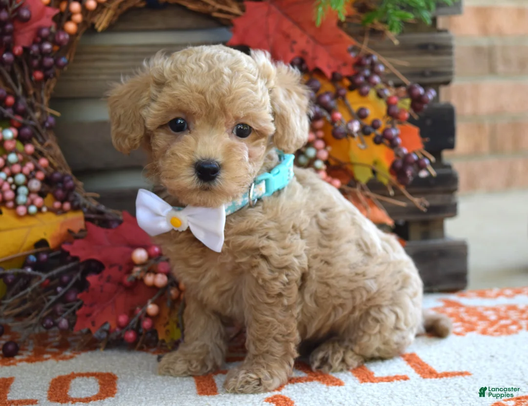 Maltipoo dogs for sale: Molly - Ad 7