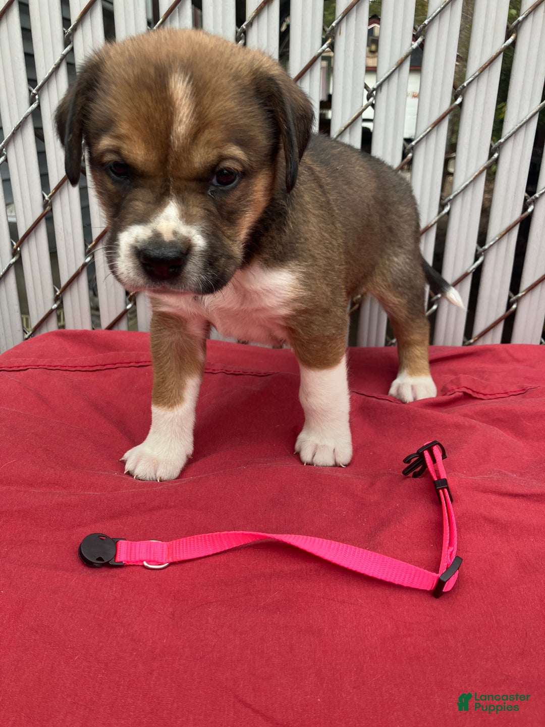 Mixed Breed dogs for sale: Mixed Breed Puppy 1 - Ad 3