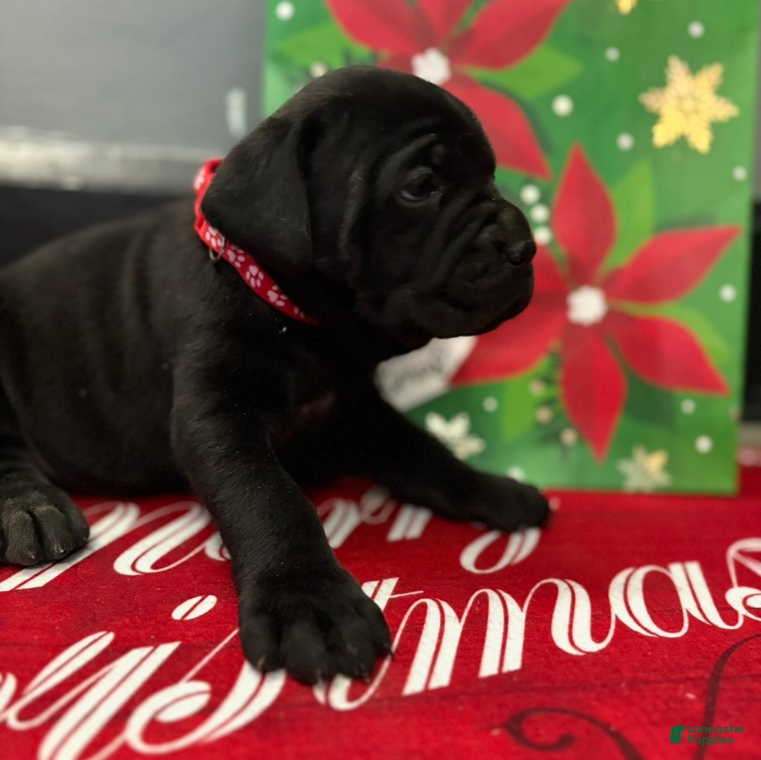 Cane Corso dogs for sale: Denali  - Ad 3