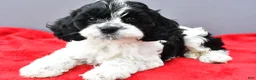 Cockapoo dogs for sale: Snoopy - Ad 7