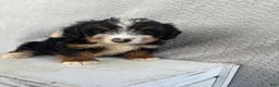 Mini Bernedoodle dogs for sale: Summer - Ad 4
