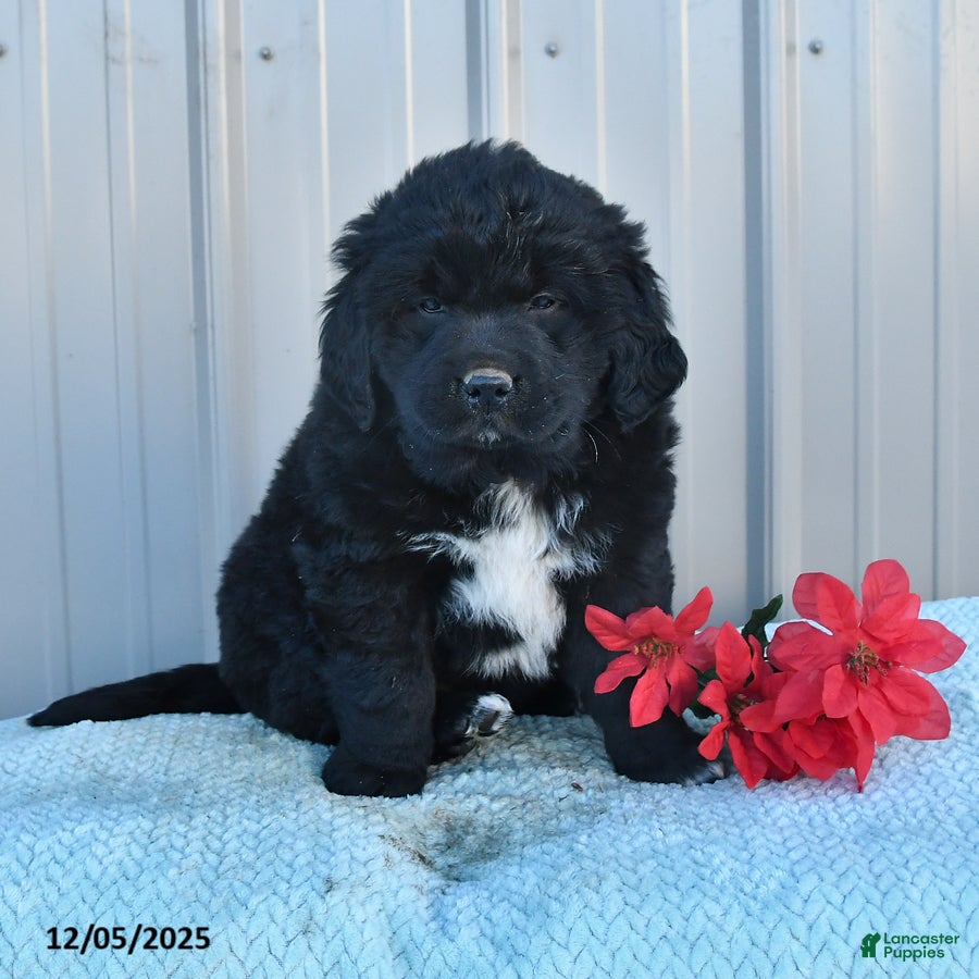 Mixed Breed dogs Candy - Ad 5