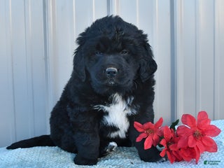 Mixed Breed dogs Candy - Ad 5