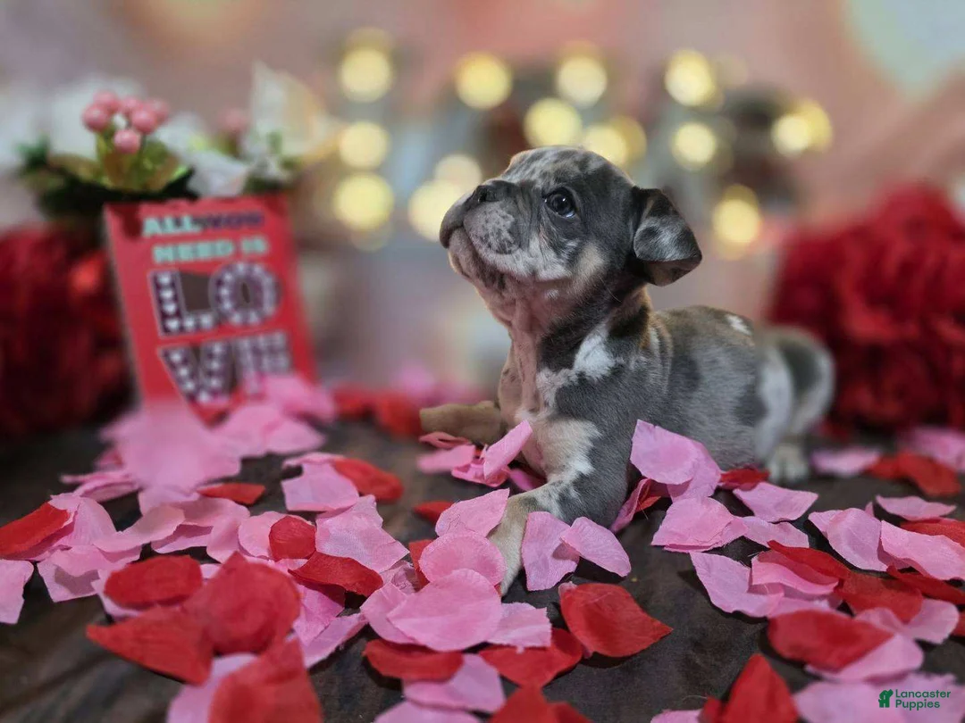 English Bulldog dogs for sale: English Bulldog Puppy 1 - Ad 4