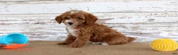 Toy Poodle dogs for sale: Teddy - Ad 4