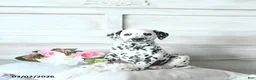 Dalmatian dogs for sale: Asha - Ad 3