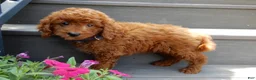 Mini Goldendoodle dogs for sale: Asher - Ad 3