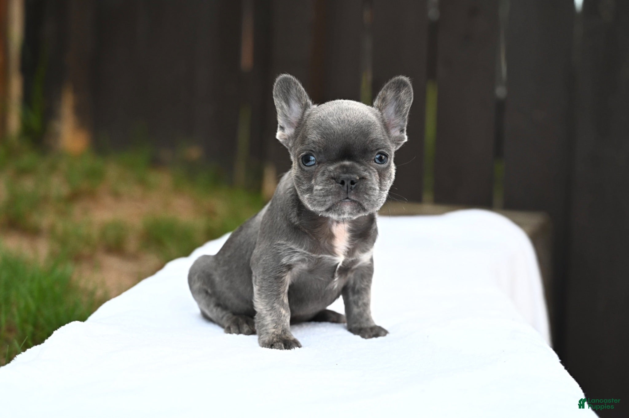 French Bulldog dogs French Bulldog 1 - Ad 2