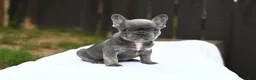 French Bulldog dogs for sale: French Bulldog 1 - Ad 2