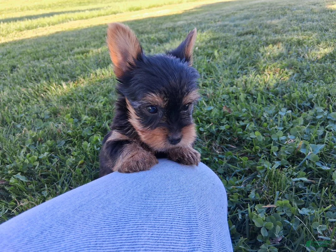 Yorkshire Terrier dogs for sale: Pumpkin  - Ad 3