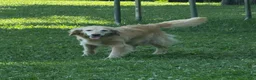 Golden Retriever dogs for sale: Jasper - Ad 10