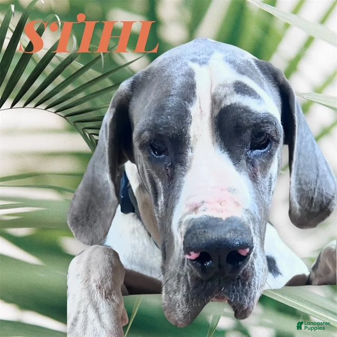 Great Dane dogs for sale: Fannie - Blue - Ad 3