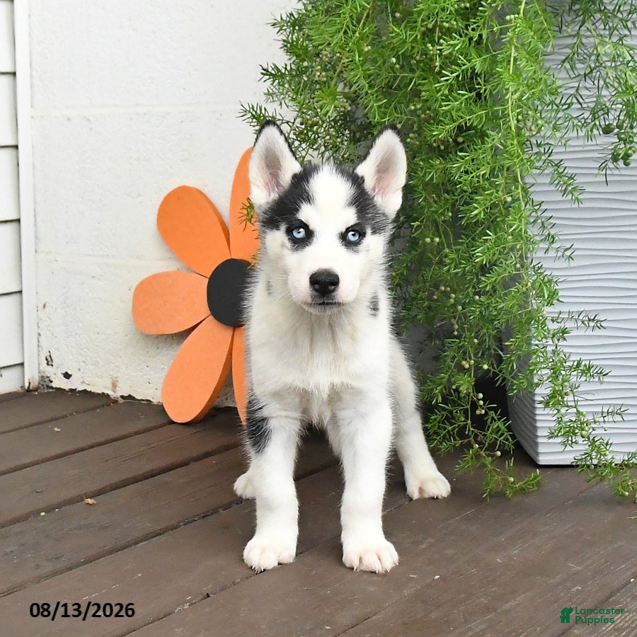 Gerberian Shepsky dogs Flurry - Ad 2