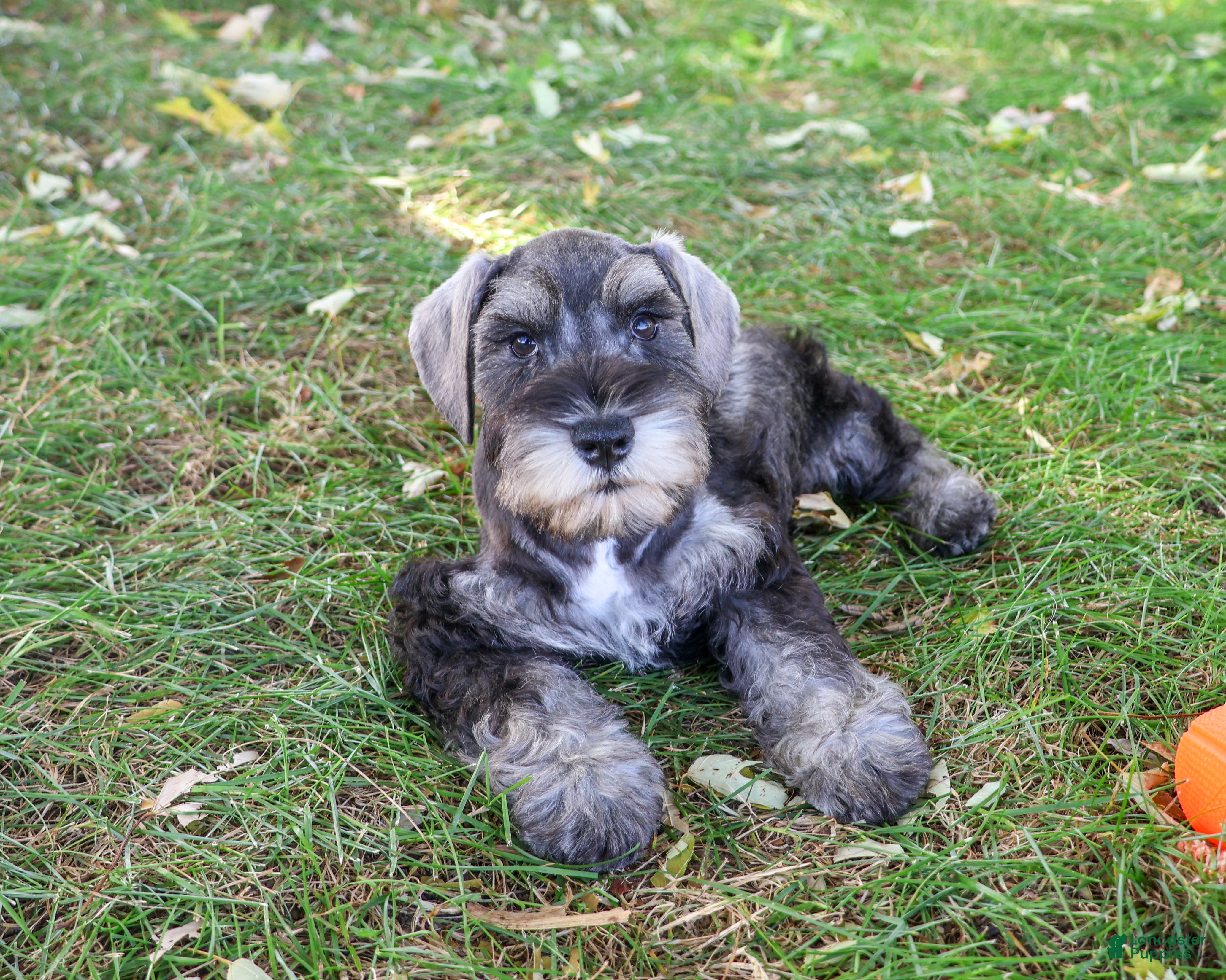 Miniature Schnauzer dogs for sale: Kennedy - Ad 1