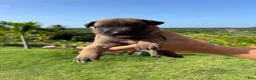 Belgian Malinois dogs for sale: Belgian Malinois 3 (Ranger)  - Ad 2